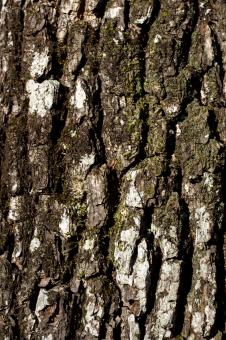 Free Stock Photo of Oak bark