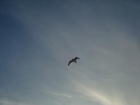 Free Stock Photo of Flying seagull