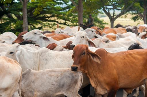 Free Stock Photo of Nicaraguan Cattle 