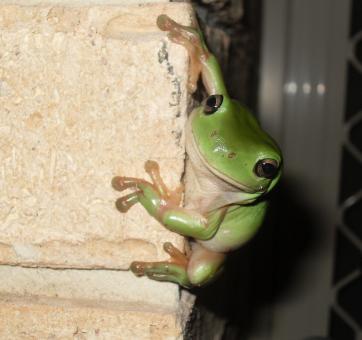 Free Stock Photo of Green Frog