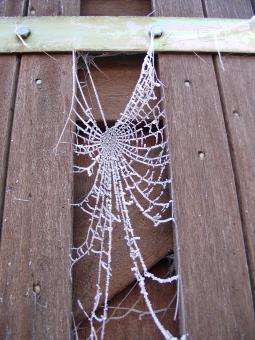 Free Stock Photo of Frozen web