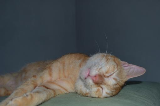 Free Stock Photo of Sleepy Cat