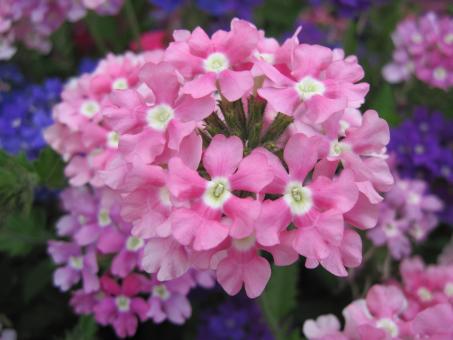 Free Stock Photo of Pink flowers close-up