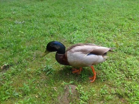 Free Stock Photo of Duck in The Park