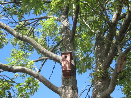 Free Stock Photo of A birdhouse on a tree