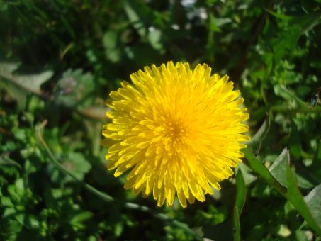 Free Stock Photo of Yellow dandelion flower