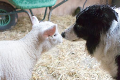Free Stock Photo of Sheep and dog