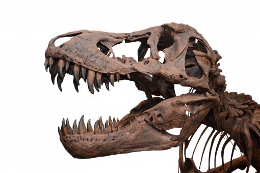 Free Stock Photo of Tyrannosaurus on white background