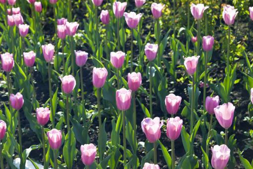 Free Stock Photo of Purple Tulips
