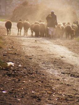 Free Stock Photo of Shepherd