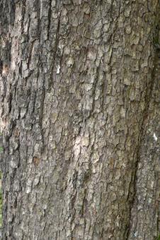 Free Stock Photo of Bark of field maple