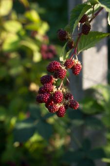 Free Stock Photo of Blackberry