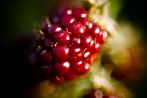 Free Stock Photo of Blackberry macro