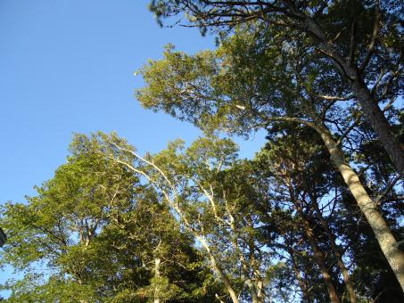 Free Stock Photo of Tree Tops