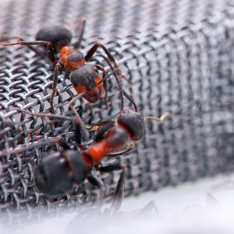 Free Stock Photo of Ants