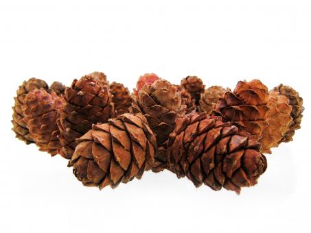 Free Stock Photo of Pine cones