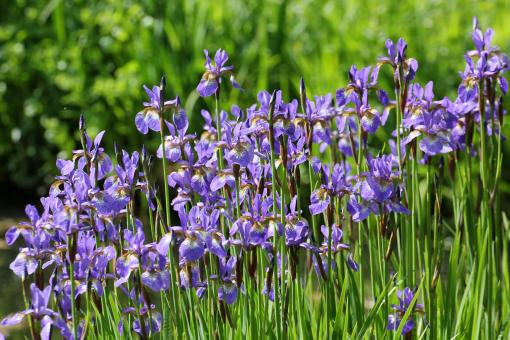 Free Stock Photo of Iris