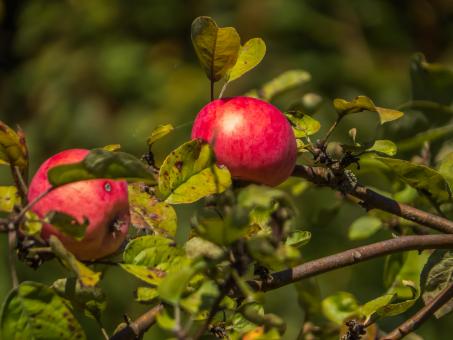 Free Stock Photo of Red apples