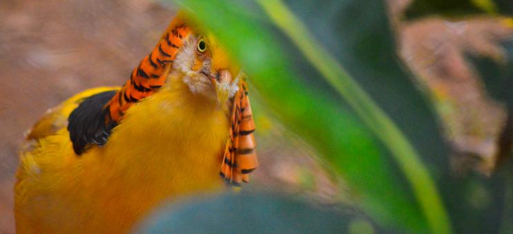 Free Stock Photo of Golden Pheasant