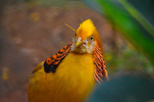 Free Stock Photo of Golden Pheasant