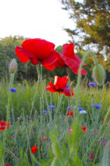Free Stock Photo of Poppies