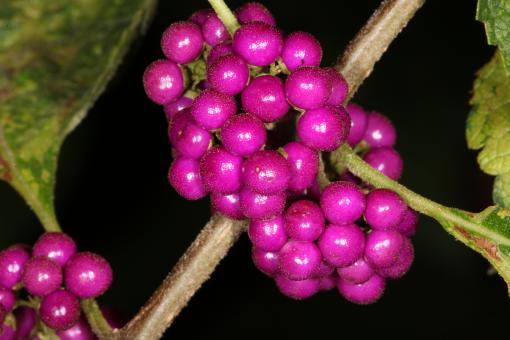 Free Stock Photo of Purple Berries