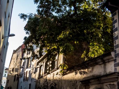 Free Stock Photo of Shiny tree on the roof