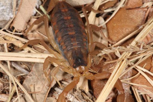 Free Stock Photo of Scorpion