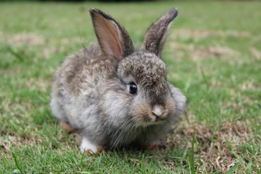 Free Stock Photo of An alert baby bunny