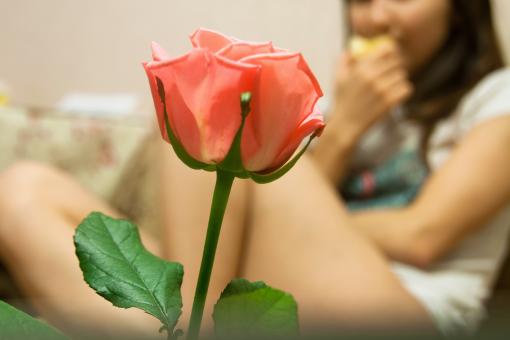 Free Stock Photo of Pink Rose