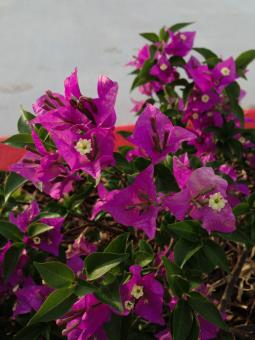 Free Stock Photo of Bougainvillea
