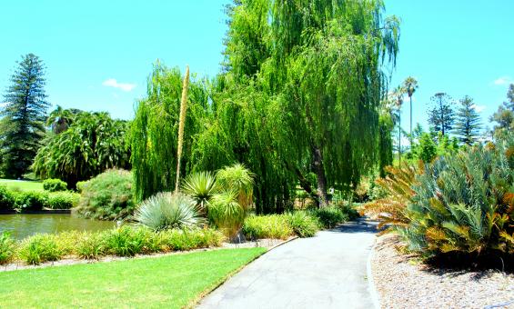 Free Stock Photo of Green Garden
