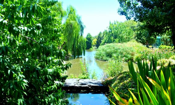 Free Stock Photo of Green Garden