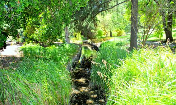 Free Stock Photo of Green Garden