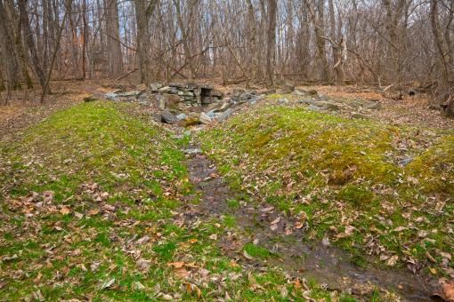 Free Stock Photo of Barren Forest - HDR