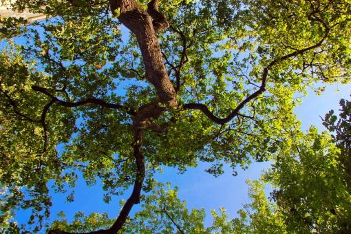 Free Stock Photo of Spring