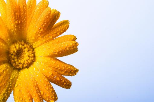 Free Stock Photo of Flower background