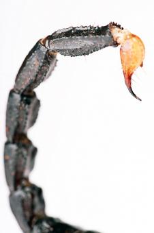 Free Stock Photo of Scorpion tail