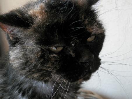 Free Stock Photo of Cat in a Bad Mood