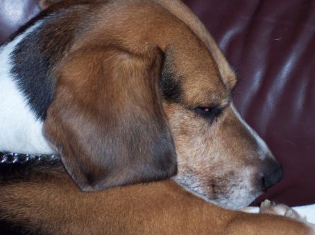 Free Stock Photo of Cute sleeping Beagle