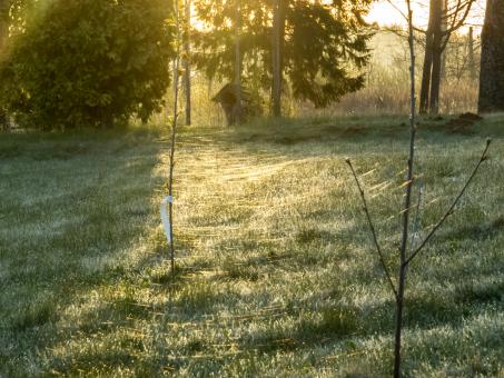 Free Stock Photo of Spider webs on field