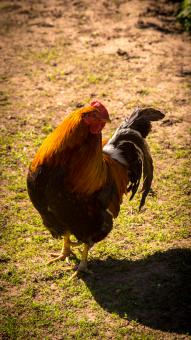 Free Stock Photo of Chicken