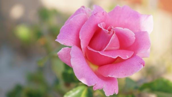 Free Stock Photo of Rose