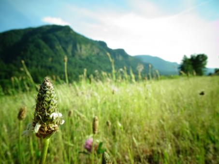 Free Stock Photo of Little bud
