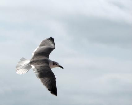 Free Stock Photo of Close-up of a seagull flying