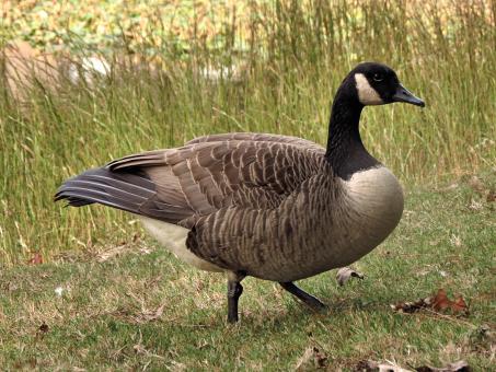 Free Stock Photo of A Canada goose in tall grass