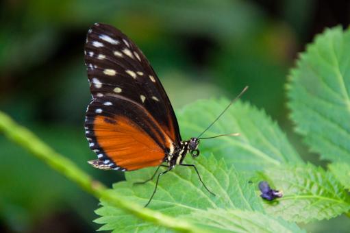 Free Stock Photo of Butterfly in nature