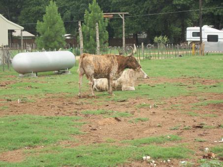 Free Stock Photo of Longhorn Steer
