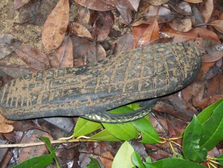 Free Stock Photo of Discarded Flip-flop