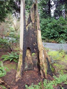 Free Stock Photo of Burnt tree